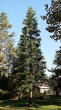 Sequoiadendron giganteum (Sequoia mammoths, Mammoth redwood) - Hradok arboretum